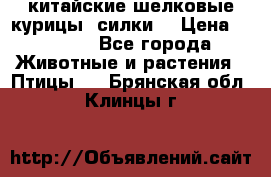 китайские шелковые курицы (силки) › Цена ­ 2 500 - Все города Животные и растения » Птицы   . Брянская обл.,Клинцы г.